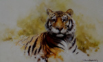 david shepherd tiger sketch 1986 print