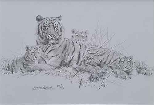 david shepherd tiger sketch print