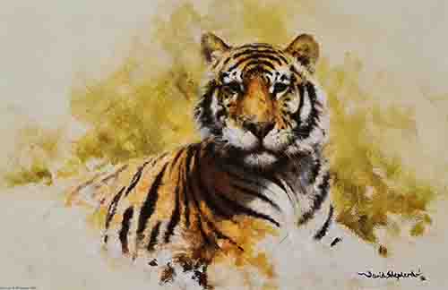 david shepherd tiger sketch 1986 print