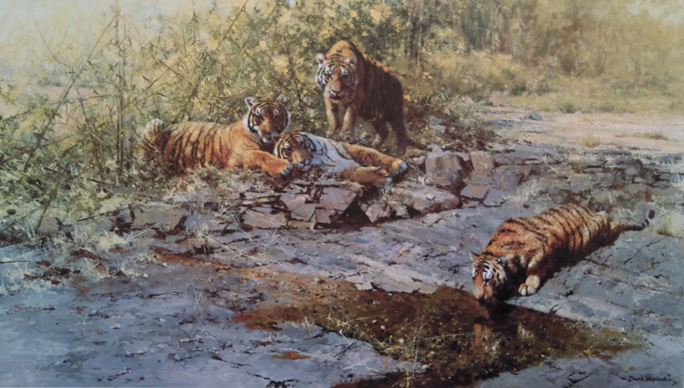 david shepherd   tigers of Bandhavgarh print
