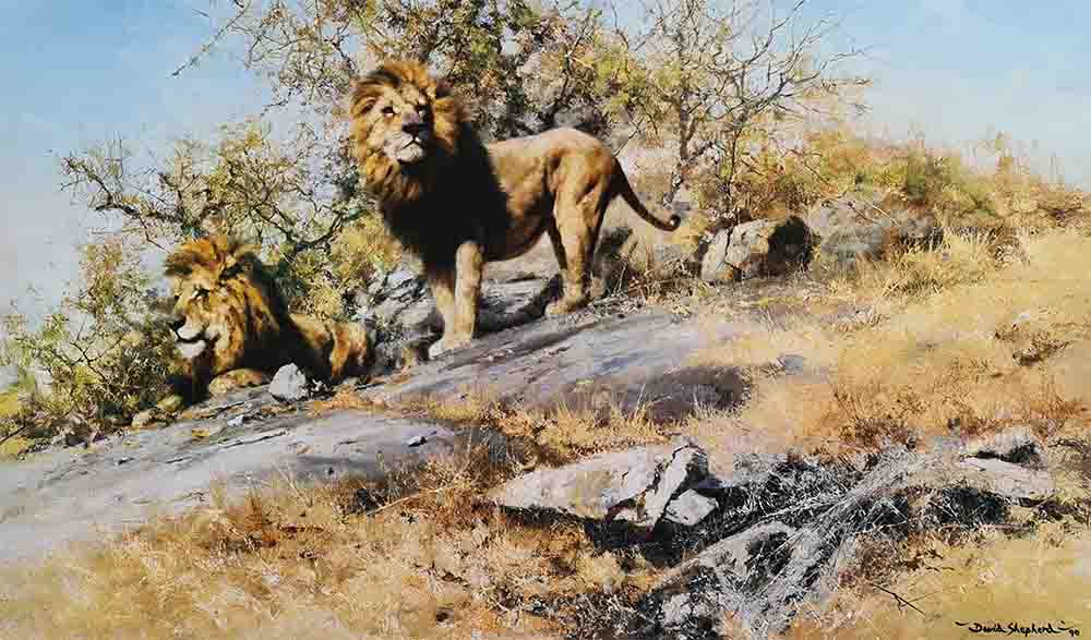 david shepherd two gentlemen of Savuti print david shepherd two gentlemen of Savuti print