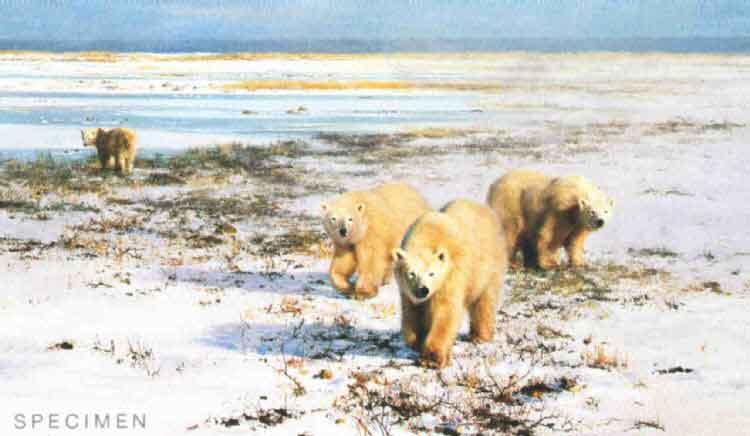 davidshepherd-lone wanders of the arctic