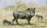 david shepherd warthog