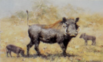 david shepherd warthogs prints