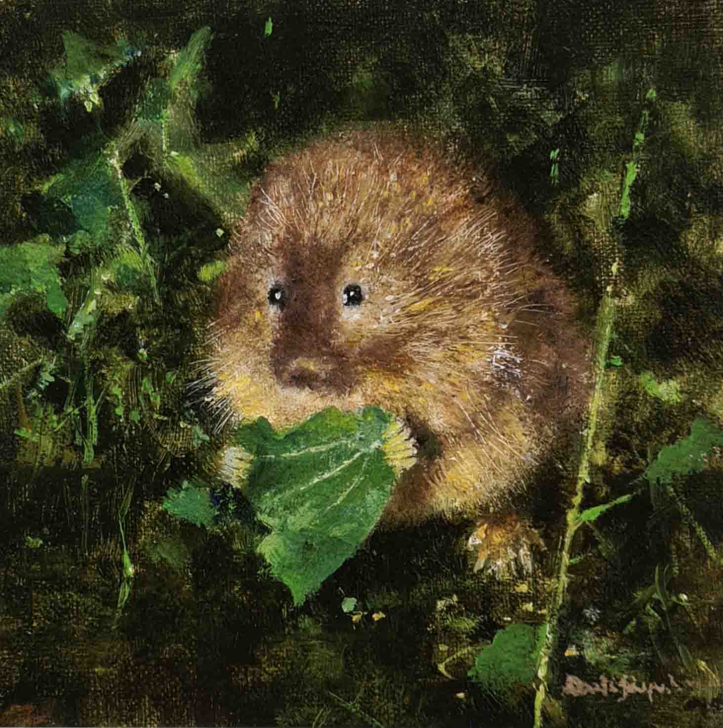 david shepherd water vole print