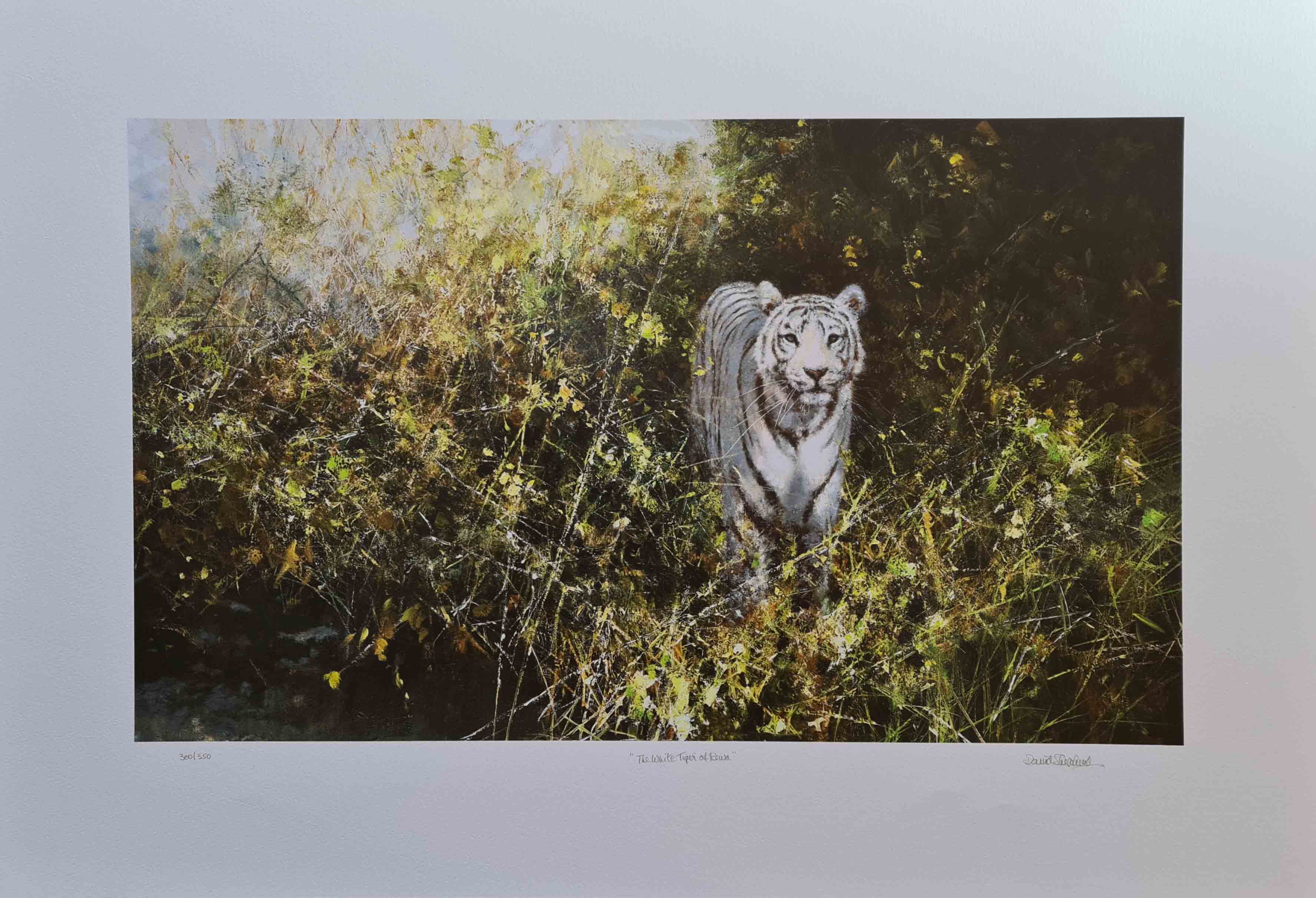 david shepherd  white tiger of Rewa framed