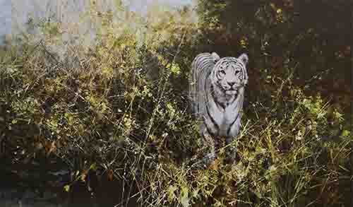 david shepherd white tiger of Rewa silkscreen print