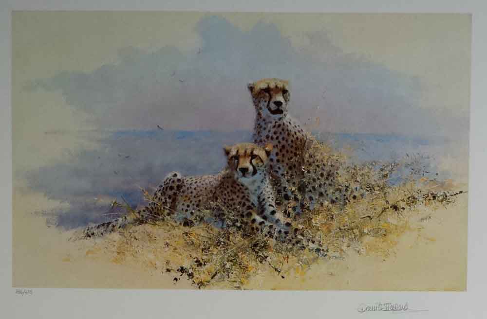 Davidshepherd wildlifeoftheworld cheetah Davidshepherd wildlifeoftheworld cheetah