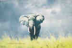 david shepherd wise old elephant