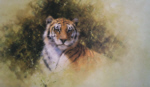 david shepherd sketch painting tiger