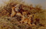 david shepherd, young africa, lions, print