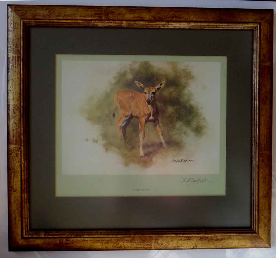 david shepherd, young eland signed limited edition print david shepherd, young eland