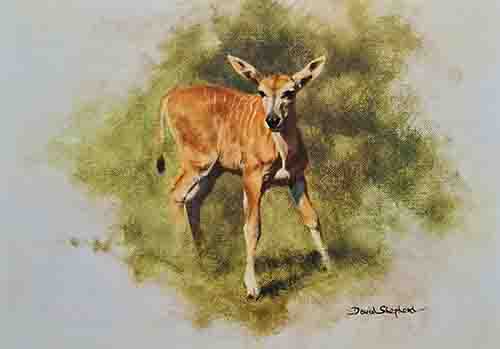 david shepherd young eland, print