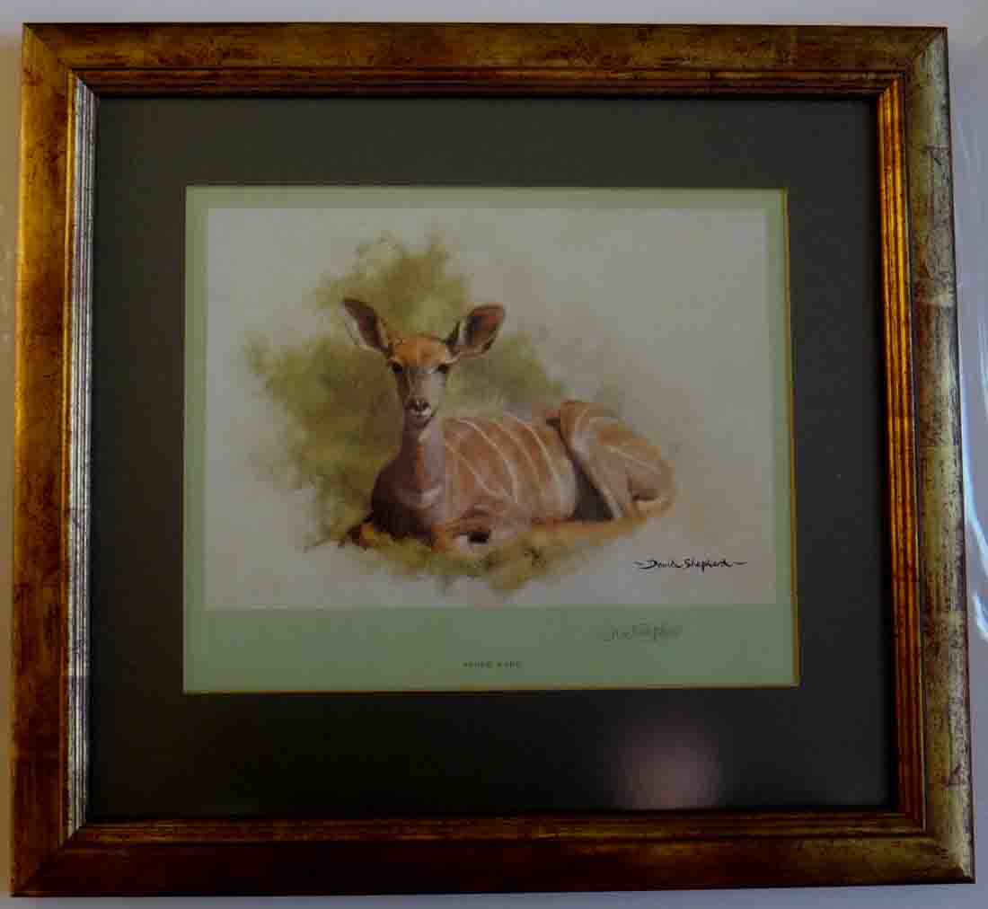 david shepherd, young kudu, signed limited edition print david shepherd, young kudu
