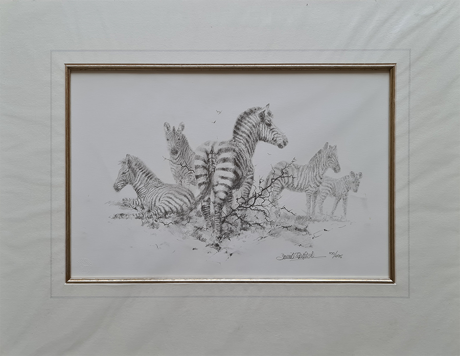 david shepherd Zebra sketch