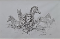 david shepherd, Zebra drawing, signed print