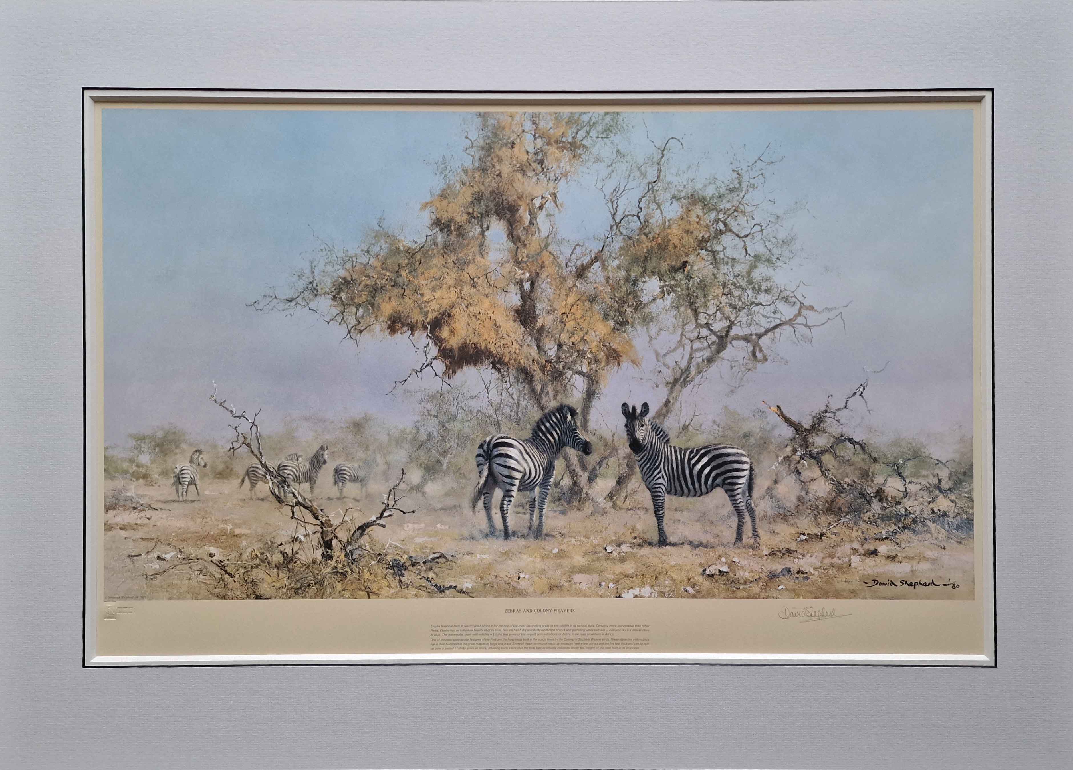 david shepherd zebras and colony weavers print