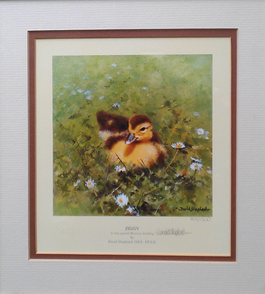 shepherd ziggy, duckling print mounted 2