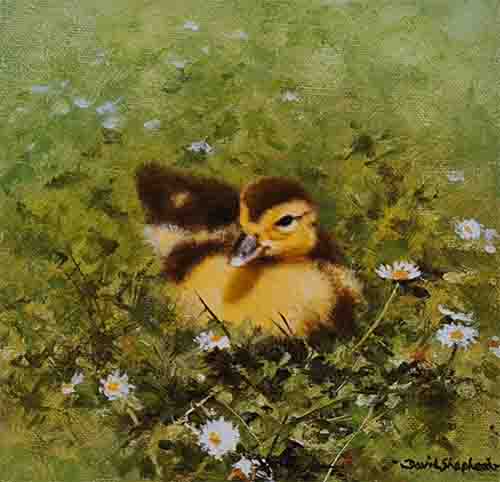 shepherd duckling ziggy signed print