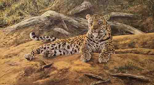 Anthony Gibbs, leopard,dawns first scent, print