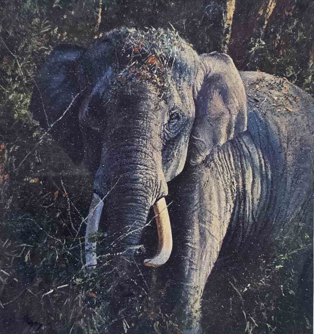 Elephant cameo by Anthony Gibbs, signed, limited edition, print