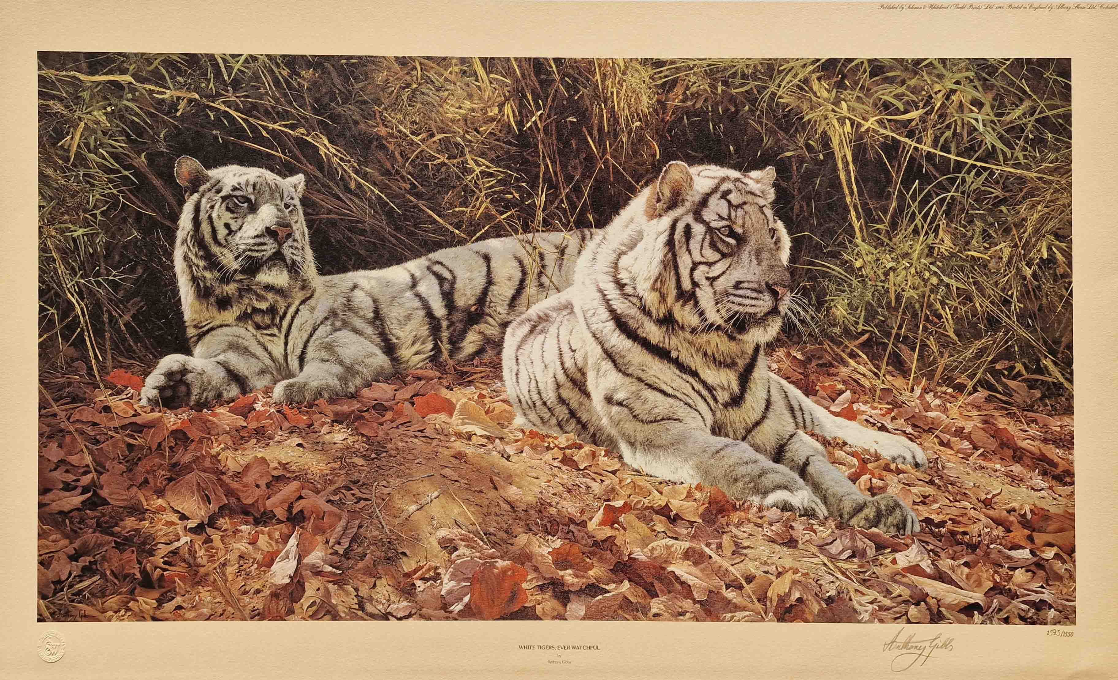 Anthony Gibbs, signed limited edition print, White Tigers ever watchful