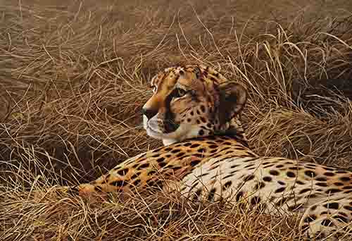 Cheetah at rest, Paul James